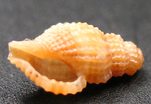 Juvenilia di molluschi